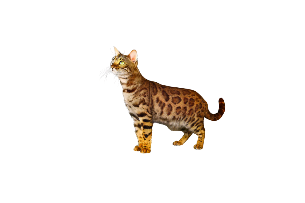 progetto senza titolo (12)